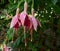 Fuchsia Blossom in the Shade