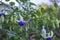 Fuchsia blue deltas sarah flowers and buds