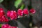 Fuchsia Bougainvillea Blossoms