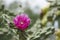 Fuchsia cactus flower, beautiful and vibrant