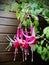 Fuchsia `Checkerboard`with wooden brown wall background.