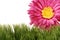 Fuchsia color gerbera daisy flower on green grass