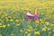 Fuchsia color kids tricycle with yellow plastic wheels and steel frame at dandelion flowers meadow