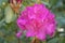 Fuchsia color rhododendron Claudine flowers macro selective foc