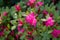 Fuchsia color rhododendron Janny flowers macro selective focus