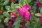 Fuchsia color rhododendron Janny flowers macro selective focus