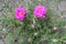 Fuchsia-colored double flowers of Portulaca grandiflora in August