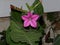 Fuchsia colored Nicotiana star shaped flower