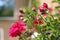 Fuchsia colored Pelargonium flower blooming in the garden