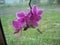 Fuchsia colored Phalaenopsis Orchids