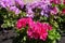 Fuchsia-colored and pink flowers of ivy-leaved pelargonium in July