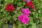 Fuchsia colored and red flowers of ivy-leaved pelargonium in August