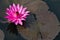 Fuchsia-colored star lotus flower