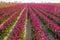Fuchsia colored tulips in long rows