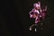 Fuchsia coloured mini orchid flowers on a black background