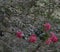 Fuchsia Crepe Myrtle Blooms