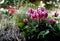 Fuchsia cyclamen and other plants in a planter