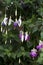 Fuchsia `Delta`s Sarah` in flower in summer, a hardy purple and white flowering fuchsia, in a garden in an English garden