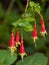 Fuchsia (disambiguation)
