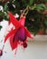 Fuchsia flower