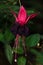 Fuchsia flower