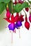 Fuchsia flower