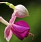 Fuchsia flower