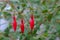 Fuchsia Flower Bud Trio 02