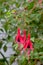 Fuchsia Flower Bud Trio 02