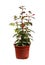 Fuchsia flower seedling in plactic flowerpot isolated on white