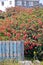 Fuchsia flower shrub next to a blue fence