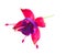 Fuchsia flower on white