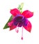 Fuchsia flower on white