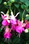 Fuchsia flowers