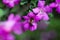 Fuchsia Flowers and Bee
