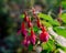 Fuchsia flowers during blossoming