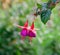 Fuchsia flowers during blossoming