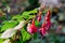 Fuchsia flowers during blossoming