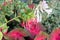 Fuchsia flowers with red flash Caladium background