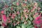 Fuchsia flowers with red flash Caladium background