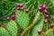 fuchsia fruits on the blades of cactus