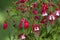 Fuchsia Fuchsia hybrida