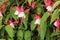 Fuchsia Fuchsia hybrida