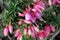 Fuchsia hybrida, popular bushy ornamental