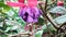 Fuchsia , ladyâ€™s eardrops, blooms shape, color pattern, blooms can be bicolors, as well as red, purple, and pink.