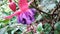 Fuchsia , ladyâ€™s eardrops, blooms shape, color pattern, blooms can be bicolors, as well as red, purple, and pink.