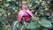 Fuchsia , ladyâ€™s eardrops, blooms shape, color pattern, blooms can be bicolors, as well as red, purple, and pink.