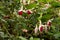 Fuchsia Ladyâ€™s Eardrops flowers in the garden