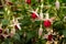 Fuchsia Ladyâ€™s Eardrops flowers in the garden