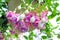 Fuchsia lena flower